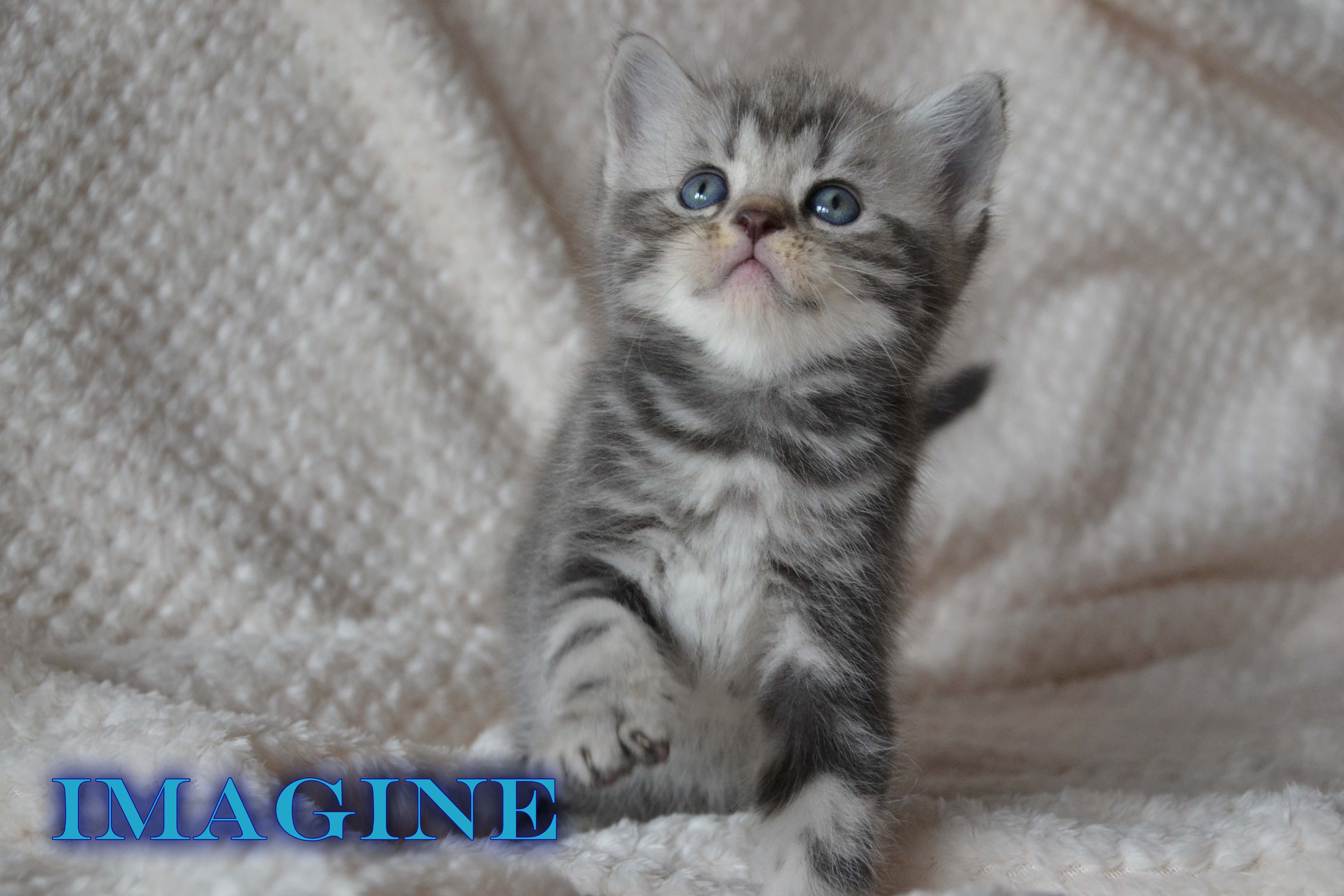 Imagine