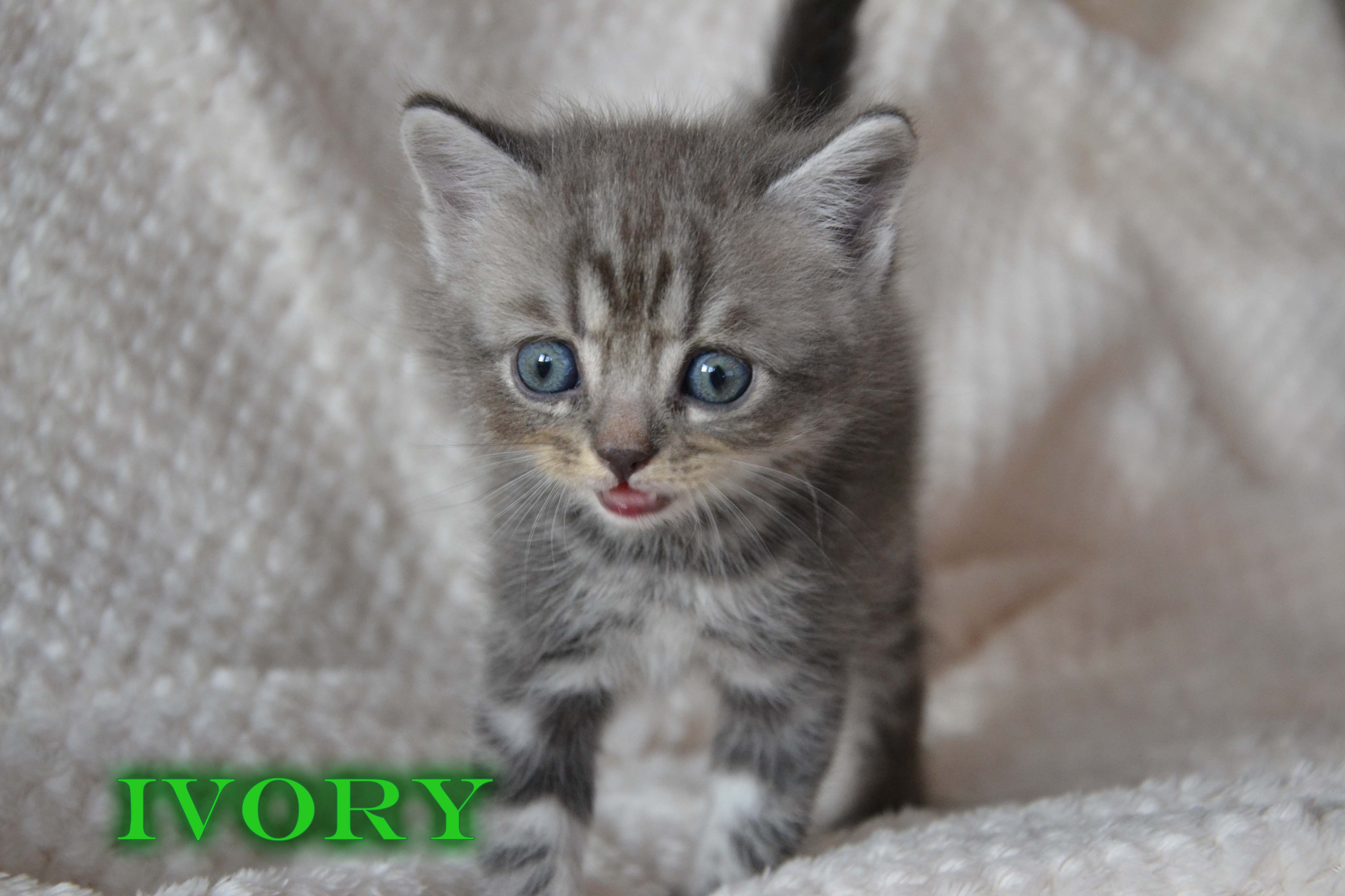 Ivory